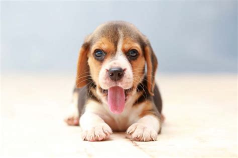 Top 10 Cute Dog Breeds You Can't Resist – Top Dog Tips