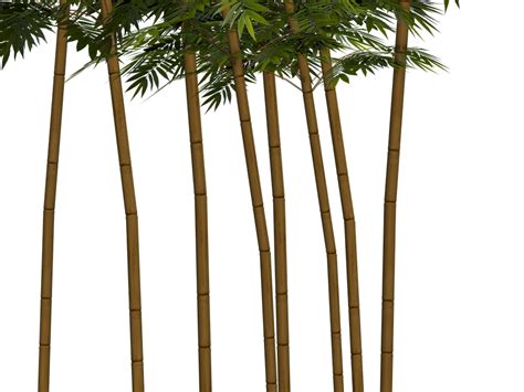 Bamboo Plant Wellness Digital - Free image on Pixabay