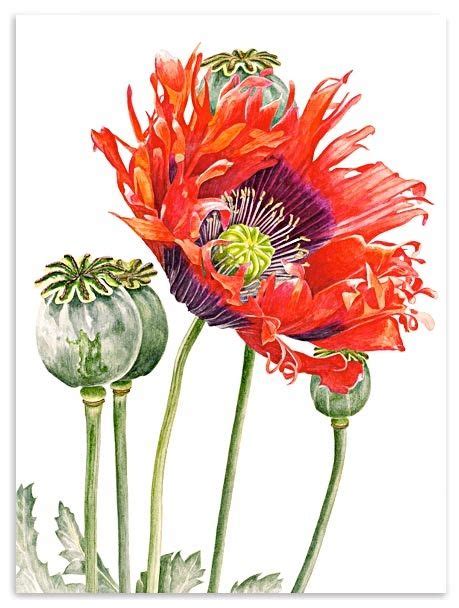 Oriental Poppy by Anna Knights | Contemporary botanical art, Botanical art, Flower painting