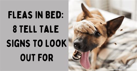 Fleas in Bed: 8 Tell Tale Signs to Look Out For