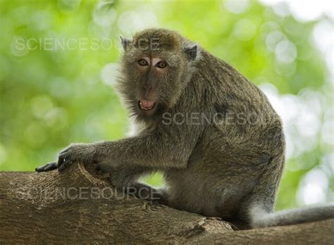 Photograph | Long-tailed macaque | Science Source Images