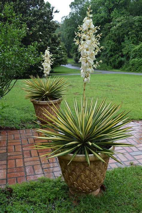 MARIETTE'S BACK TO BASICS: Variegated Yucca Lily Blooming