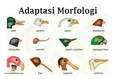 Adaptasi Fisiologi Tingkah Laku Dan Morfologi Beserta Contohnya Pak ...