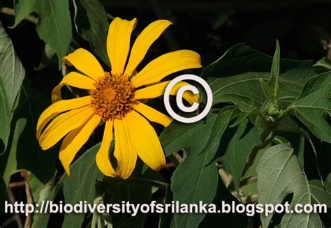 Biodiversity of Sri Lanka: වල්සූරියකාන්ති/වටසූරිය[Wal-Suriyakanthi/Wata Suriya]/Wild Sunflower ...