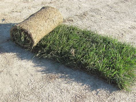 Durablend® Tall Fescue Sod Pallet - 600 Square feet India | Ubuy