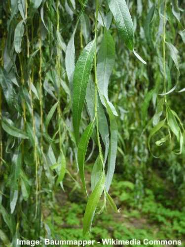 Types of Willow Trees: Weeping ,Shrubs, Dwarf and More