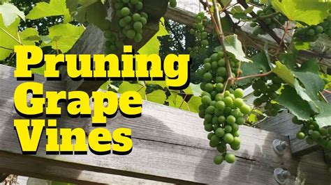 How to Prune Grape Vines - YouTube