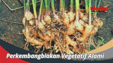 Perkembangbiakan Vegetatif Alami : Proses dan Manfaatnya