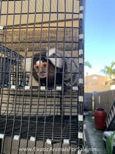 Marmoset breeding pair for Sale