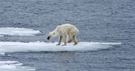 Photographer Links Heartbreaking Image Of Polar Bear To Climate Change And Post Goes Viral On ...