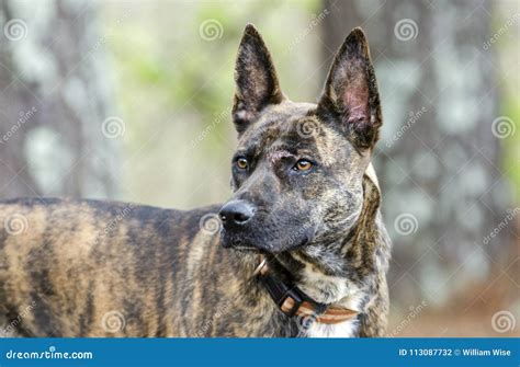 Brindle Dutch Shepherd Mix Breed Dog Adoption Photo Stock Photo - Image ...