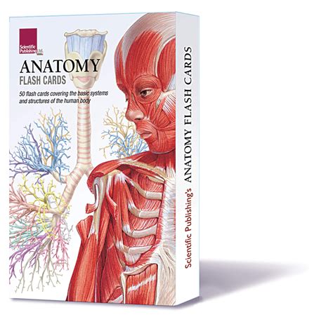 Human Anatomy And Physiology Flashcards Printable | Anatomy Worksheets