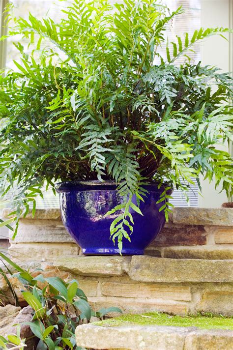 Best Pot Plants for Sun and Shade - Burke's Backyard