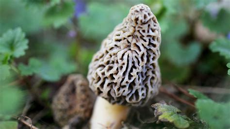 Banned From National Forest, For-Profit Mushroom Pickers Go Underground : The Salt : NPR