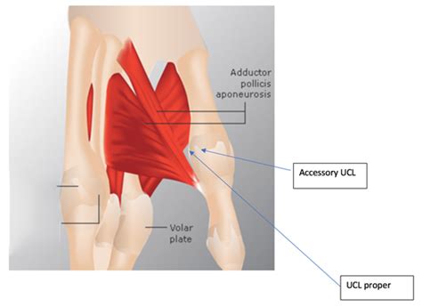 UCL Anatomy and Function - RCEMLearning India