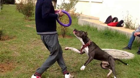 American Pit Bull Terrier Training | PETSIDI