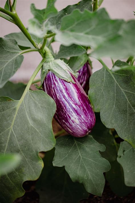 PLant Brinjal | G.T.N. Arts and Science College