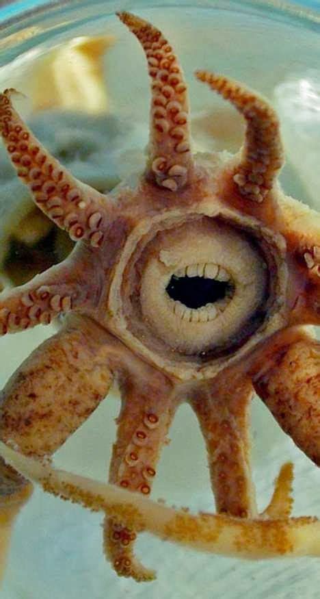 Promachoteuthis sulcus is a recently discovered squid that appears to ...