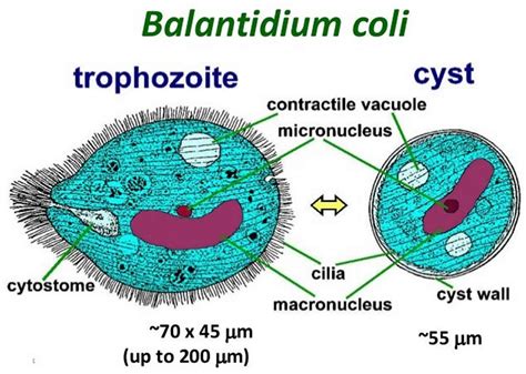 Balantidium Coli Trophozoite And Cyst