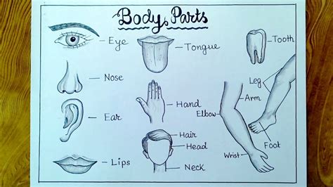 Human body parts drawing/ How to draw human parts easily - YouTube