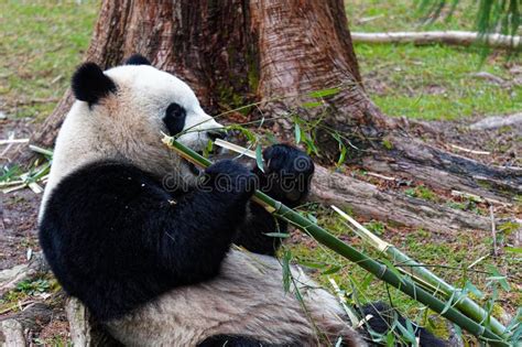 Giant Panda Eating Bamboo AtWashington DC Zoo Editorial Stock Image ...