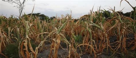 Climate change could have devastating impacts on crop yields | World Economic Forum