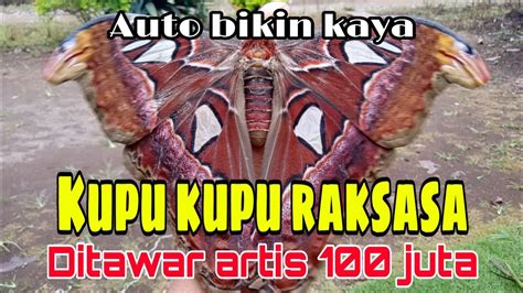 PENEMUAN KUPU KUPU RAKSASA KUPU KUPU GAJAH SUDAH DITAWAR 100 JUTA - YouTube