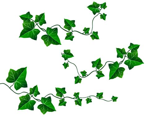 Ivy Leaf Drawing | Free download on ClipArtMag