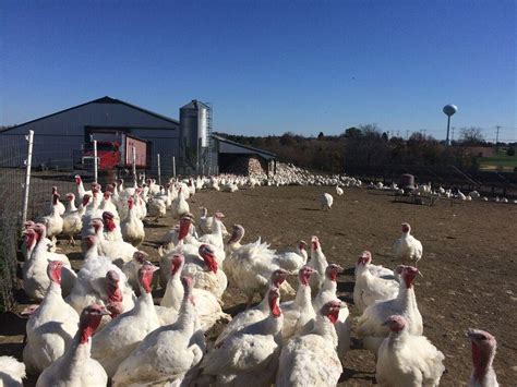 Local farm offers fresh, healthy turkey option – The Black and White