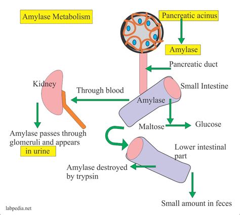 Pancreatitis as related to Amylase - Pictures