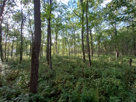 Picture Gallery – Black Walnut Plantation For Sale