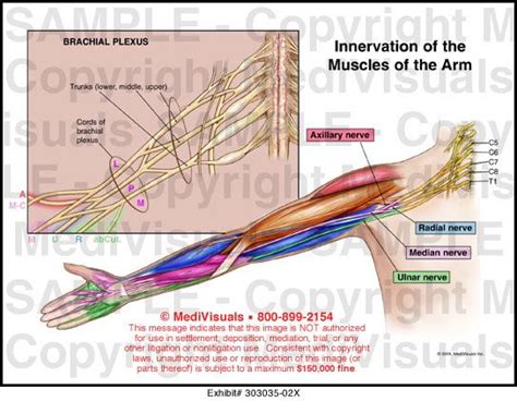 Arm innervation | Medical anatomy, Brachial, Hand therapy