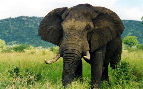 File:Elephant (1).jpg - Wikimedia Commons