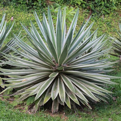 Agave angustifolia "Marginata"