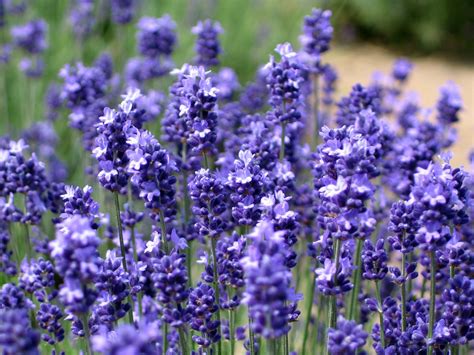 IMG_3960 | Lavender field outside the wine factory in Furano… | YK | Flickr