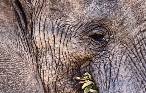 Close Up of an Elephant Face Stock Photo - Image of elephant ...