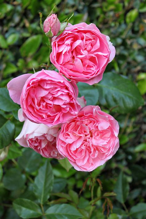 Glorious Roses ...