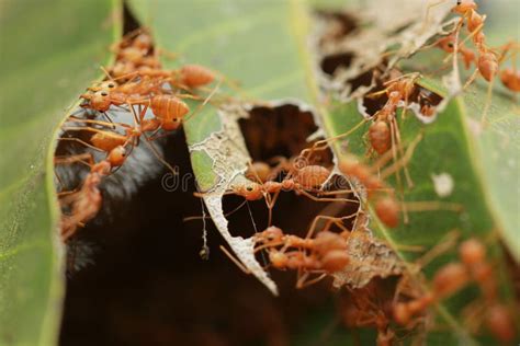 The Ants Building the Nest. Stock Photo - Image of nature, building ...