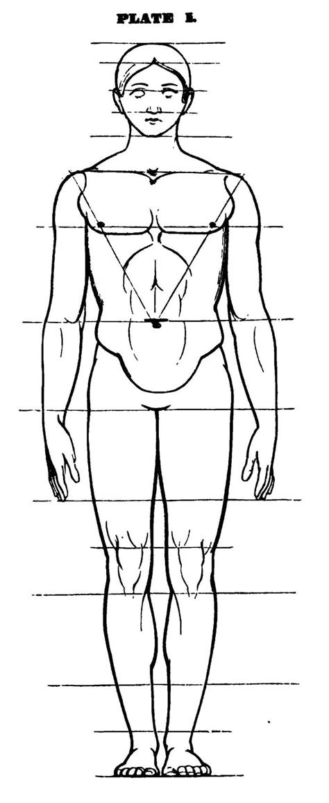 Anatomical Drawing Of Human Body ~ Human Body Outline Drawing Coloring ...