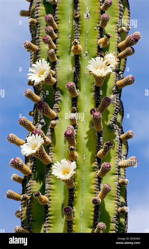 Flowers on a cactus, Mexico Stock Photo - Alamy