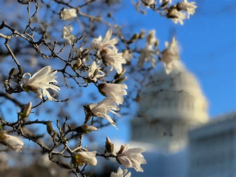 2023 is off to a record warm start in Washington — but it won’t last ...