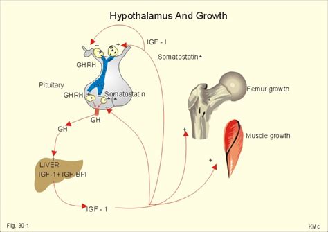 growth hormone releasing hormone - meddic