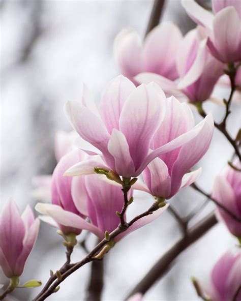 Magnolia Flower Meaning • Discover the most interesting facts about it