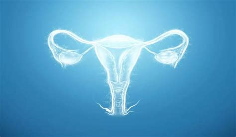 Bicornuate Uterus: Symptoms, Treatment, and Its Impact