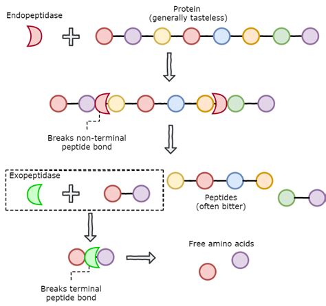 Flavourzyme: a purified enzyme mixture from A. oryzae | Controlled Mold