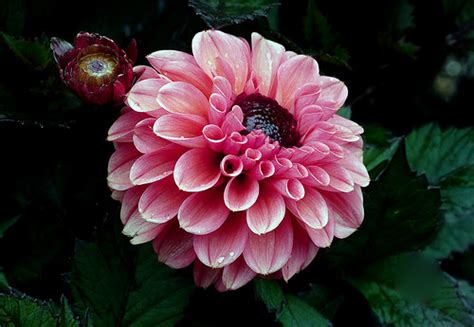 Teddy Dahl. Dahlia. | Dahlias are considered one of the most… | Flickr