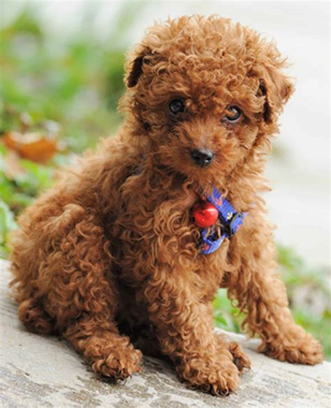 Teacup Poodle - Ultimate Guide (Intelligence, Personality, Trainability ...