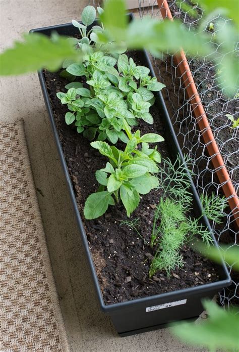 How to Keep Squirrels Off of Your Balcony Garden With a DIY Spray ...