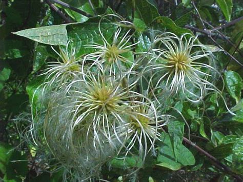 Flora de Puerto Rico Ilustrada Papo Vives: RANUNCULACEAE CLEMATIS DIOCA