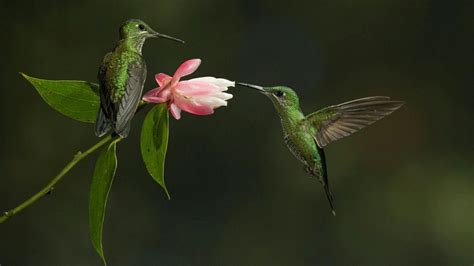 Hummingbird Wallpapers - Top Free Hummingbird Backgrounds - WallpaperAccess